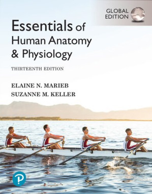 Essentials of Human Anatomy & Physiology, Global Edition, 13th edition - Elaine N. Marie, Suzanne M. Keller