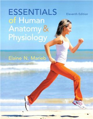 Essentials of Human Anatomy & Physiology - Marieb E.