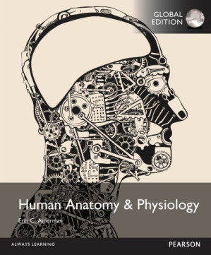 Human anatomy & physiology - Amerman, Erin C.