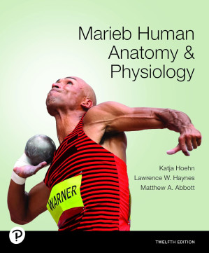 Marieb Human Anatomy & Physiology (12th edition) - Katja Hoehn, Lawrence W. Haynes , Matthew A. Abbott